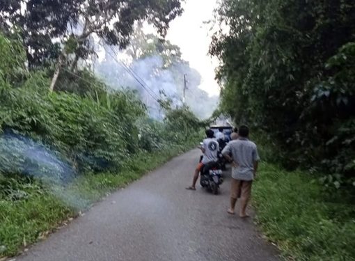 Pohon tumbang menimpa kabel listrik di Jalan Desa Hajak, Jumat (24/6/2022) petang