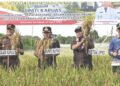 Panen padi di lahan Kelompok Tani Maju Bersama Kelurahan Si Pasah.