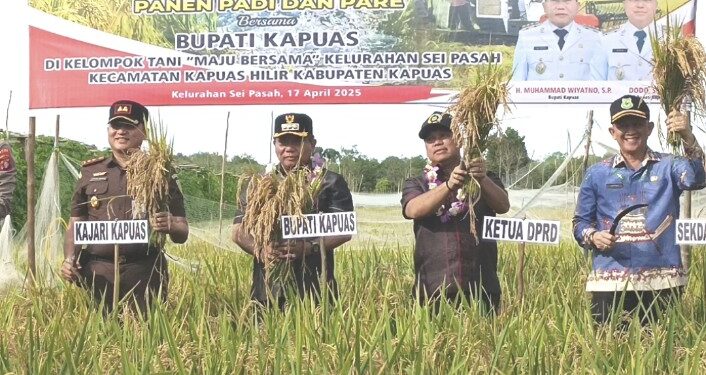 Panen padi di lahan Kelompok Tani Maju Bersama Kelurahan Si Pasah.