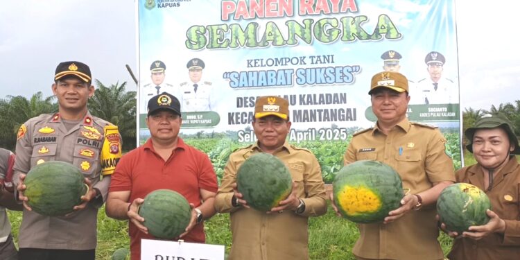 Panen raya semangka di Desa Pulau Kaladan, Kecamatan Mantangai, Kapuas.