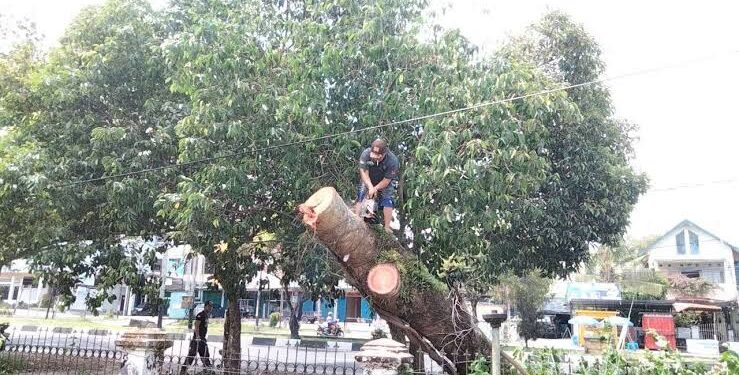 Para petugas saat memotong dahan yang tumbang dijalan usai hujan deras (foto: Ist)