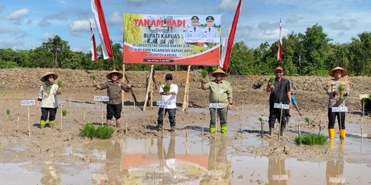 Tanam padi program cetak sawah rakyat di Desa Sei Kayu, Kecamatan Kapuas Barat.
