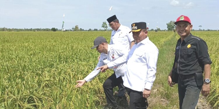 Bupati Kapuas, H. M Wiyatno mengecek siapan panen raya di Desa Terusan, Kecamatan Bataguh.