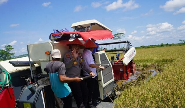 Gubernur Kalteng H. Agustiar Sabran saat panen raya padi di Desa Pantik, Kecamatan Pandih Batu