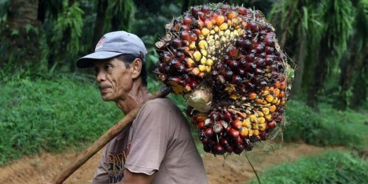 Ilustrasi. Petani sawit